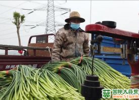 一根蒜薹的一天：蘭陵蒜薹不愁賣(mài) ()