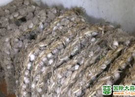 靖遠永新：大蒜喜獲豐收 ()