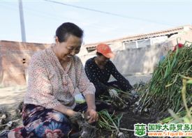 大營子村：紫皮蒜產業(yè)致富新途徑 ()